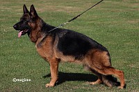 Germany 🇩🇪 24/07/2022 JUDGE (BSZS 2022)Marco OBmann