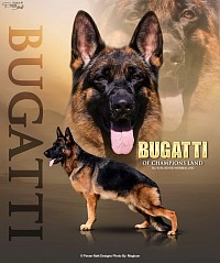 BSZS 2022 Bugatti of champions land