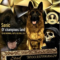 Best male 🏆 best breed 2022