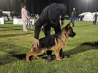 🏆🥇BEST PUPPY IN SHOW 2023