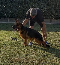 For sale (0035799616624 Costas)