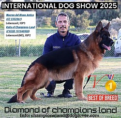 Diamond of champions land