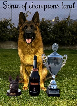 Sonic of champions land