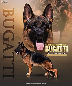 Bugatti of champions land