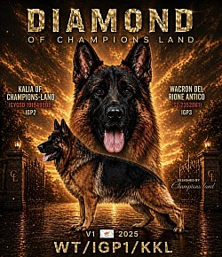 Diamond of champions land
