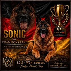 Sonic of champions land